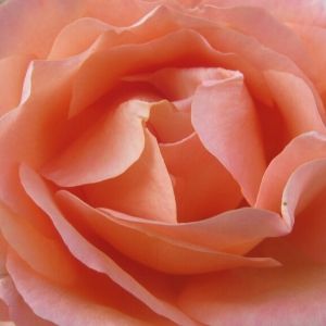 Single pink Rose opening up - Hilary Tempest RTT - opening up to change and your inner beauty – Rapid Healing Therapy for beautiful changes within you
