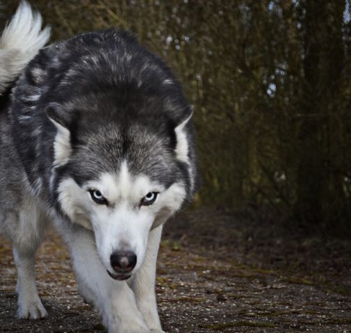 A determined wolf focusing intently & looking Hungry for Success – which is what you need to do to Improve sports performance